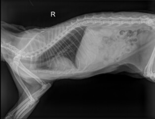 Non-Thymoma Associated Feline Exfoliative Dermatitis