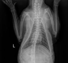 Non-Thymoma Associated Feline Exfoliative Dermatitis