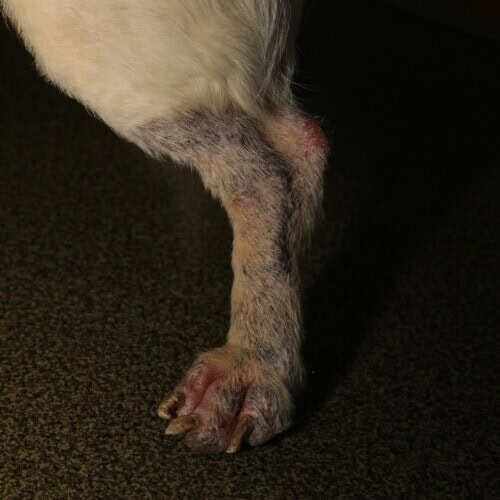 Extensive dermatophytosis in a dog