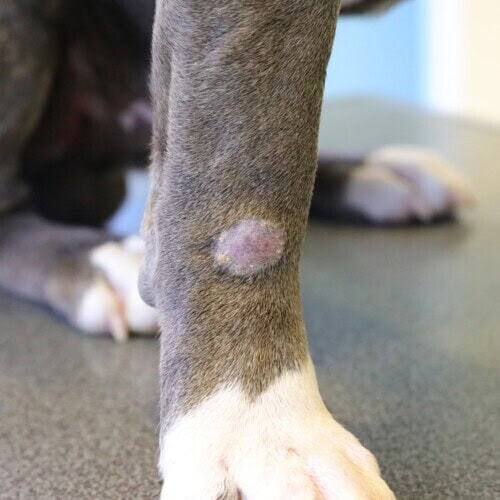 Few licensed systemic treatments exist in the dog