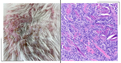 April 2025 COM ISVD Case of the Month - Can You Get the Right Answer?