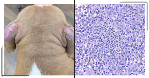 Dec COM ISVD Case of the Month - Can You Get the Right Answer?