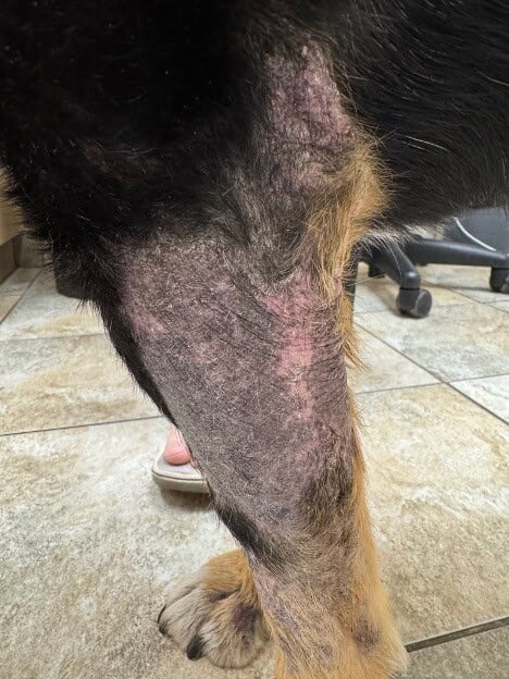 Dermatophytosis in a Dog