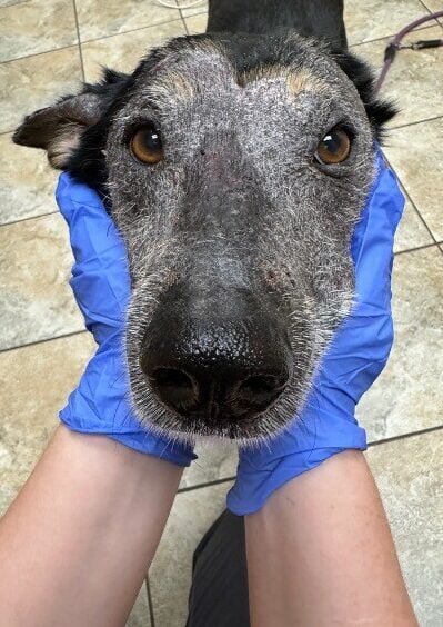 Dermatophytosis in a Dog