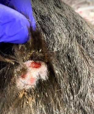 Rare Inflammatory Skin Disease in a Mixed Breed Dog