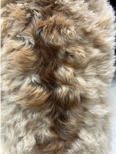 Follicular Dysplasia in a Goldendoodle Dog