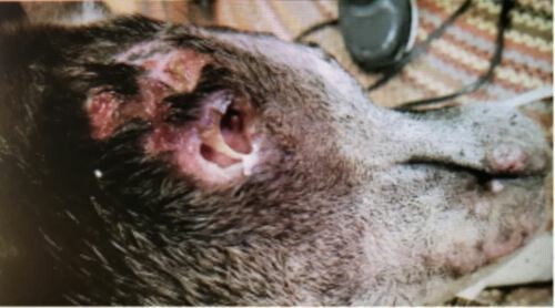 Granulomatous Fistulae in the Zygomatic Region of a Mixed Breed Dog
