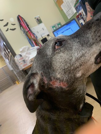 Granulomatous Fistulae in the Zygomatic Region of a Mixed Breed Dog