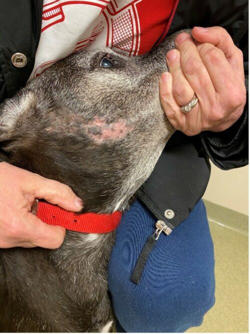 Granulomatous Fistulae in the Zygomatic Region of a Mixed Breed Dog