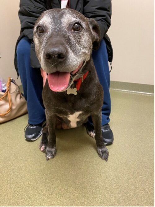 Granulomatous Fistulae in the Zygomatic Region of a Mixed Breed Dog