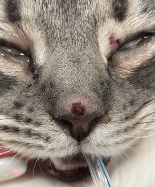 Disseminated Histoplasmosis in a Cat