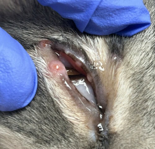 Disseminated Histoplasmosis in a Cat