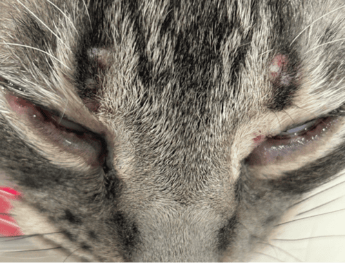 Disseminated Histoplasmosis in a Cat