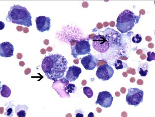 Disseminated Histoplasmosis in a Cat