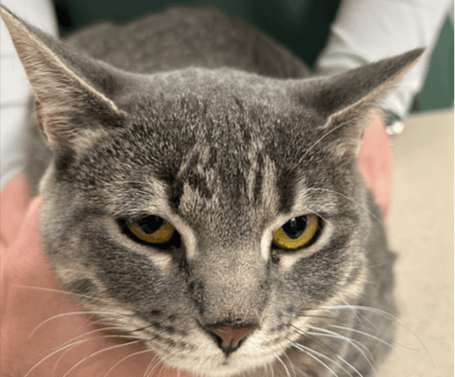 Disseminated Histoplasmosis in a Cat