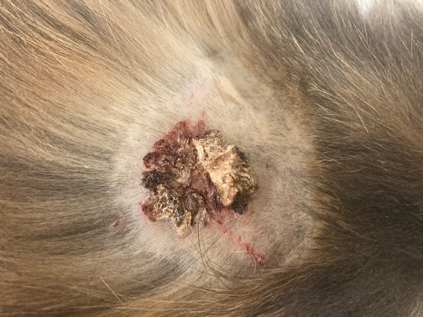 Reactive Perforating Collagenosis in a Cat