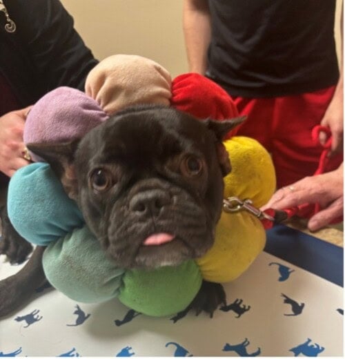 Chronic Otitis Externa with Severe Stenosis of the Ear Canals in a French Bulldog