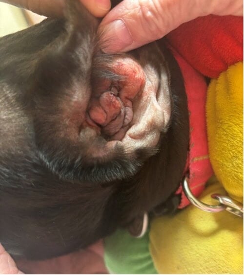 Chronic Otitis Externa with Severe Stenosis of the Ear Canals in a French Bulldog