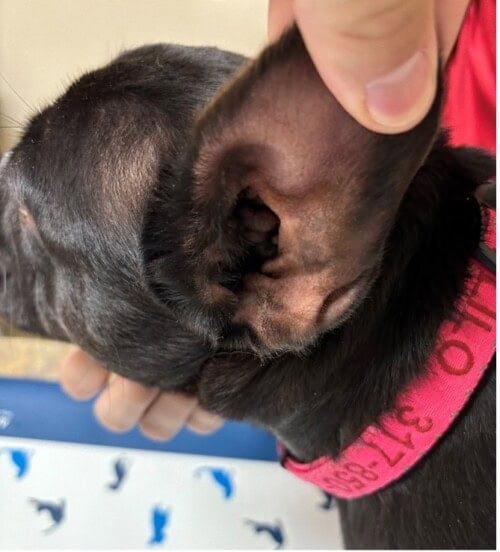 Chronic Otitis Externa with Severe Stenosis of the Ear Canals in a French Bulldog