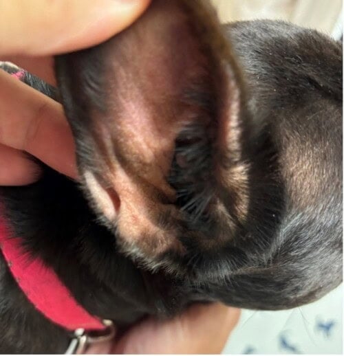 Chronic Otitis Externa with Severe Stenosis of the Ear Canals in a French Bulldog