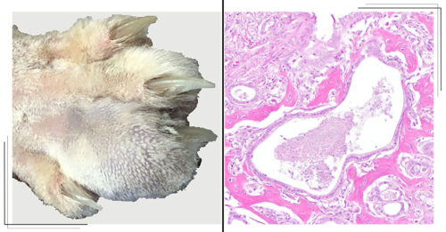 Feb 2025 COM ISVD Case of the Month - Can You Get the Right Answer?