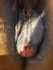 Fig1Sep2024 ISVD Case of the Month - Can You Get the Right Answer?