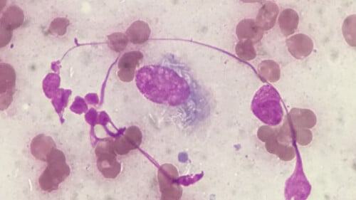 Canine Leproid Granulomas