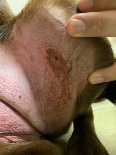 Adverse Topical Steroid Reaction in a 4y FS Chocolate Lab