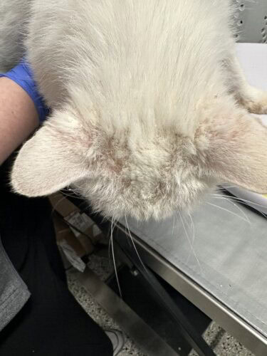 Non-Thymoma Associated Feline Exfoliative Dermatitis