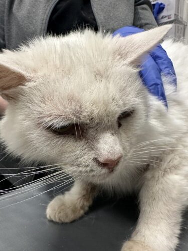 Non-Thymoma Associated Feline Exfoliative Dermatitis