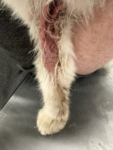 Non-Thymoma Associated Feline Exfoliative Dermatitis