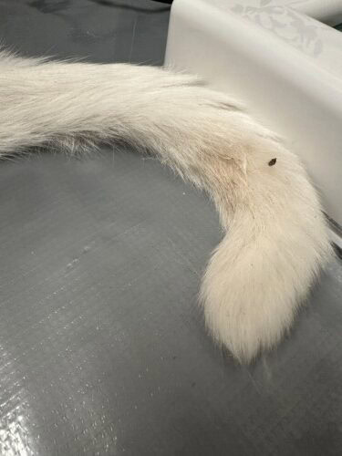 Non-Thymoma Associated Feline Exfoliative Dermatitis