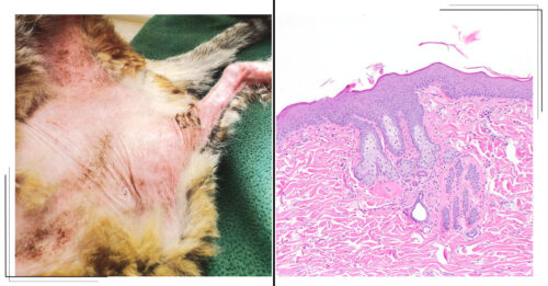 Jan 2025 COM ISVD Case of the Month - Can You Get the Right Answer?