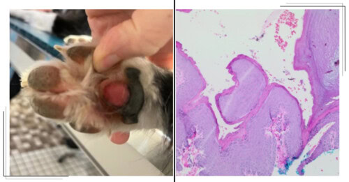 Nov COM ISVD Case of the Month - Can You Get the Right Answer?