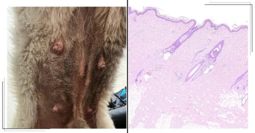 ISVD Case of the Month - Can You Get the Right Answer?