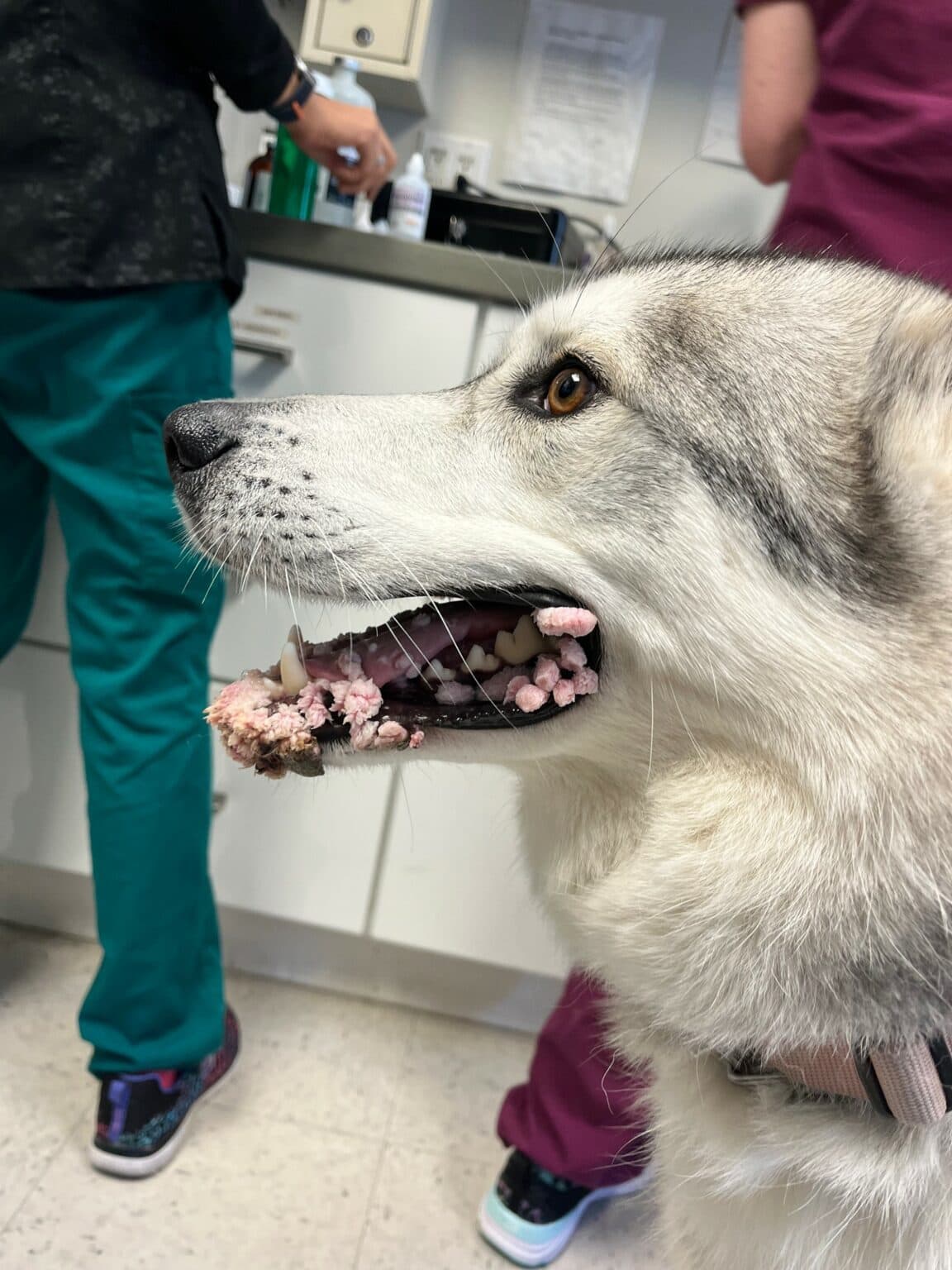 Oral Papillomatosis in a Husky Dog DermaVet
