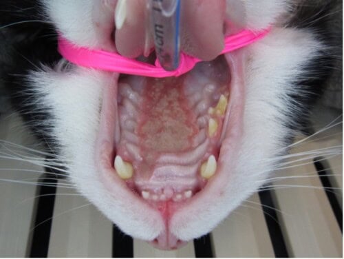 Menrath's Ulcer in a Cat