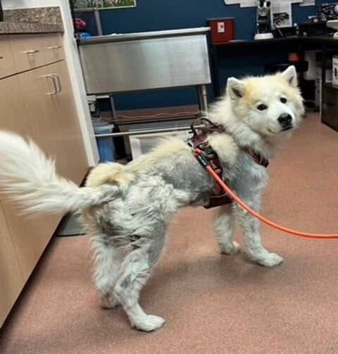Post Clipping Alopecia (Hair Cycle Arrest) in an Alaskan Malamute Mix