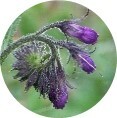 Dermoscent BIO BALM®