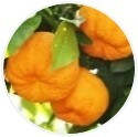 ATOP 7® Hydra Spray
