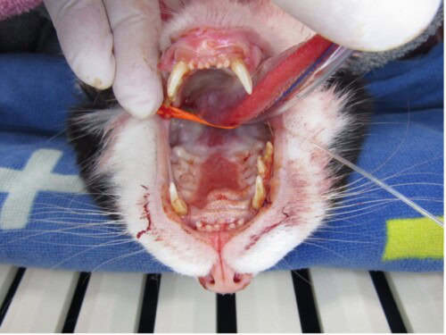 Menrath's Ulcer in a Cat