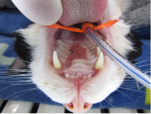 Menrath's Ulcer in a Cat