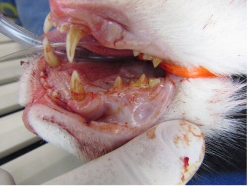 Menrath's Ulcer in a Cat