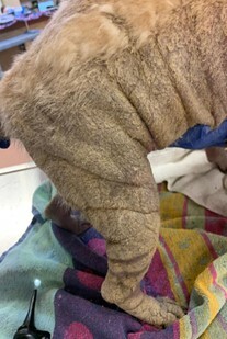 A Chinese Pug with Sarcoptic Mange