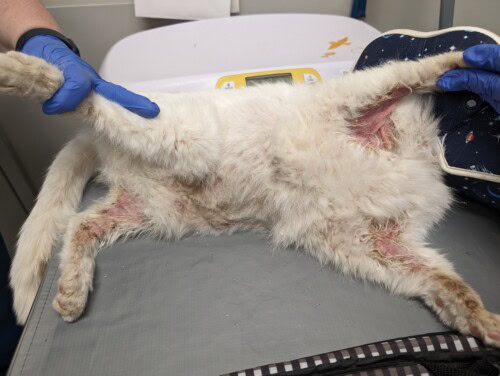 Non-Thymoma Associated Feline Exfoliative Dermatitis