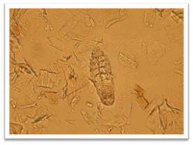 Demodicosis in a Cat