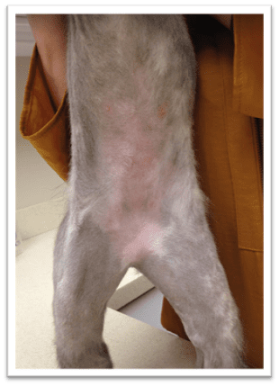 Demodicosis in a Cat