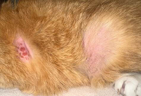A Case of Cutaneous small cell indolent T-cell lymphoma in a 15-Year-Old Cat