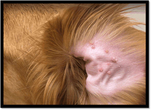 Atypical canine pinnal lesions due to psoriasiform lichenoid dermatosis