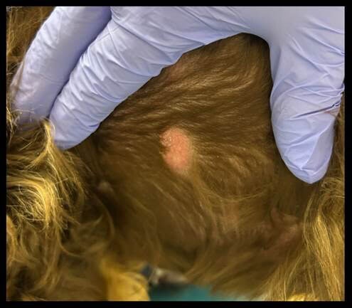 image004 1 Hyperglobulinemia in a Cocker Spaniel with Multiple Cutaneous Nodules